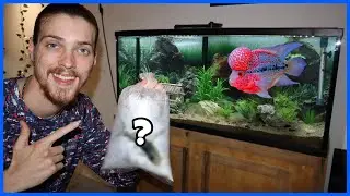 Setting Up My 55 Gallon FLOWERHORN + CATFISH AQUARIUM!