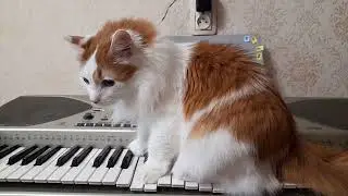 First cat symphony!