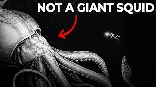 Nothing About Colossal Squids Is Normal... Here's Why