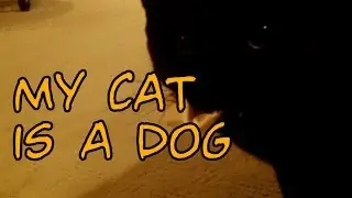 My Cat is a Dog