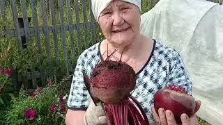 Готовимся к поездке в город, сбор домашнего урожая . Копаем картошку на пробу.