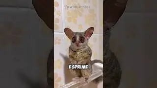 The cutest primate in the world? 🥹