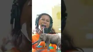 Cit Cit cuit jagalah satwa macan kijang gajah jangan ditembak by Olivia Susanto #citcitcuit #shorts