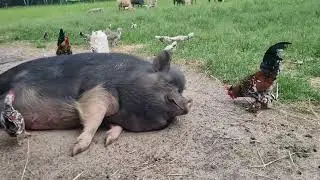 Удивительно! Банда в составе свиньи и кур зачищают территорию от комаров.