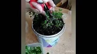 Мультифлора. Черенкование.
