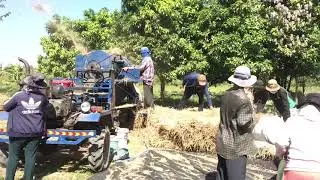 Amazing thresher Machine in India: later paddy ready