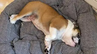 SICK DOG, she threw up
