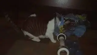 Bad Kitty