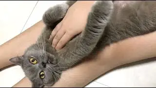Life With Cats Lately | Burnout, Tiredness, Struggles, Gratitude and Everything in Between