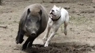 The Powerful Hunting Dog - Dogo Argentino