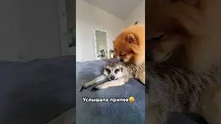 Субботние ласки😀