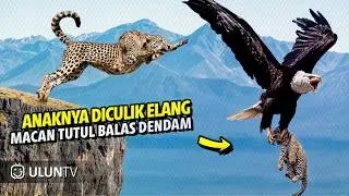 Times Animals Messed With Wrong Opponents !