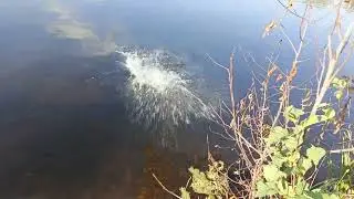 Сыночек поймал свою первую трофейную щуку