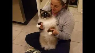 Ragdoll Cats Charlie and Trigg Dance with My Sister Amy - Floppycats