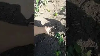 кукуруза на 30.05.2024