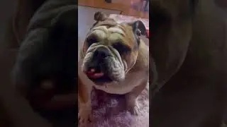 Дерутся, обижаются , но друг без друга не могут 🤣