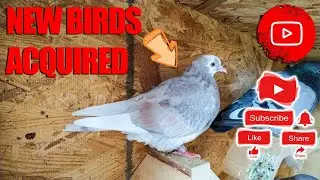 New Birds Acquired (Birmingham Roller Pigeons)