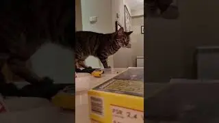 Jugando al escondite con mi gata!