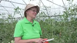 Новинки сортовых томатов