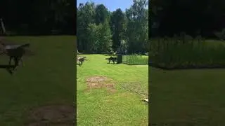 Кайн
