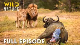 Carnivores vs Herbivores (Full Episode) | Survival Challenge of Savanna | Wildlife Documentary