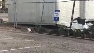 Racoon 1 animal lover 0