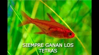 Peces que ganan todos los concursos (2022)