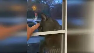 funny cats hate baths