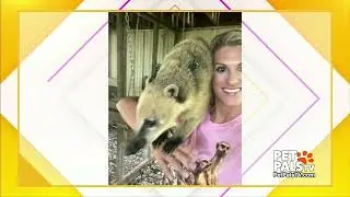 Coatimundi Concerns!!