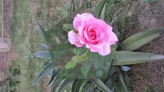 amar pujar full