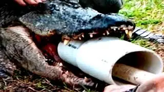 Как вытаскивали крюк с желудка крокодила.