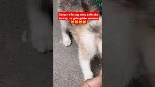Ganyan sila pag aalis aq naka bantay sa gate na parang gusting sumama nila😸😸😻😻