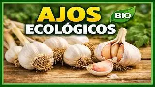 Conservar ajos ecológicos de origen casero en jardineras