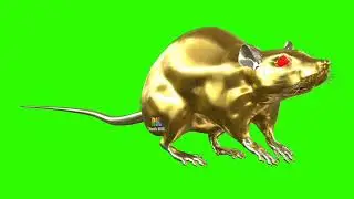 Rat | Rat Green Screen | Green Screen | Green | Screen | YouTube | free