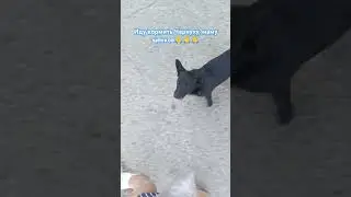 Приблудилась беременная собачка и ощенилась у нас🙏❤👍🤭 