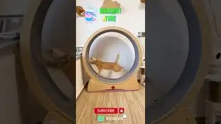 CAT Run Fast Like Cheetah | Extreme Cat Wheel Workout! |  #cat #catlover #funnycats #shorts #viral