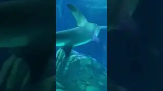 Aquarium  GA  Аквариум 3
