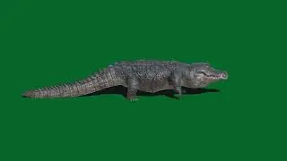Green screen Alligator, green screen animals for use in chroma key, no copyright