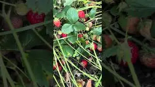 КОСИМ ТРЫН ТРАВУ #ягода #малина #земляника #клубника #дача #сад #огород