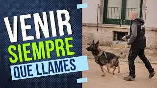 Cómo ENSEÑAR a tu PERRO VENIR siempre l LLAMADA EFECTIVA
