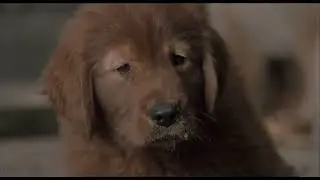 fluke (1995) - fluke's family gets captured