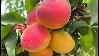 Абрикос Перла. Apricot Perla. Невибагливий, солодкий, промисловий