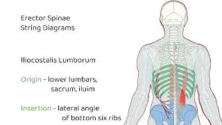 musculoskeletal illustrations