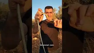 قمة الجنون في عضة أفعى الزيون من يجرؤ على هذا