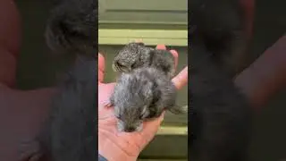 CHINCHILLA BROS 🥰