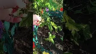 мой сад#люблю цветы#люблю лето #красота своими руками