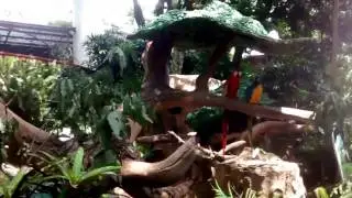 Koleksi Burung taman safari 2
