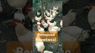 Это не Игра в кальмара, это игра в автоклава) #деревня #шортс #курочки #тушенка #автоклав #еда