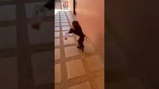 Проникновение и кража без взлома 🐒