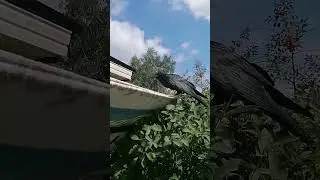 в гости залетал 😁